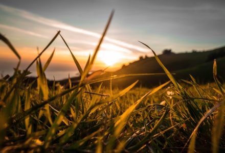 photo of the sun rising over a field