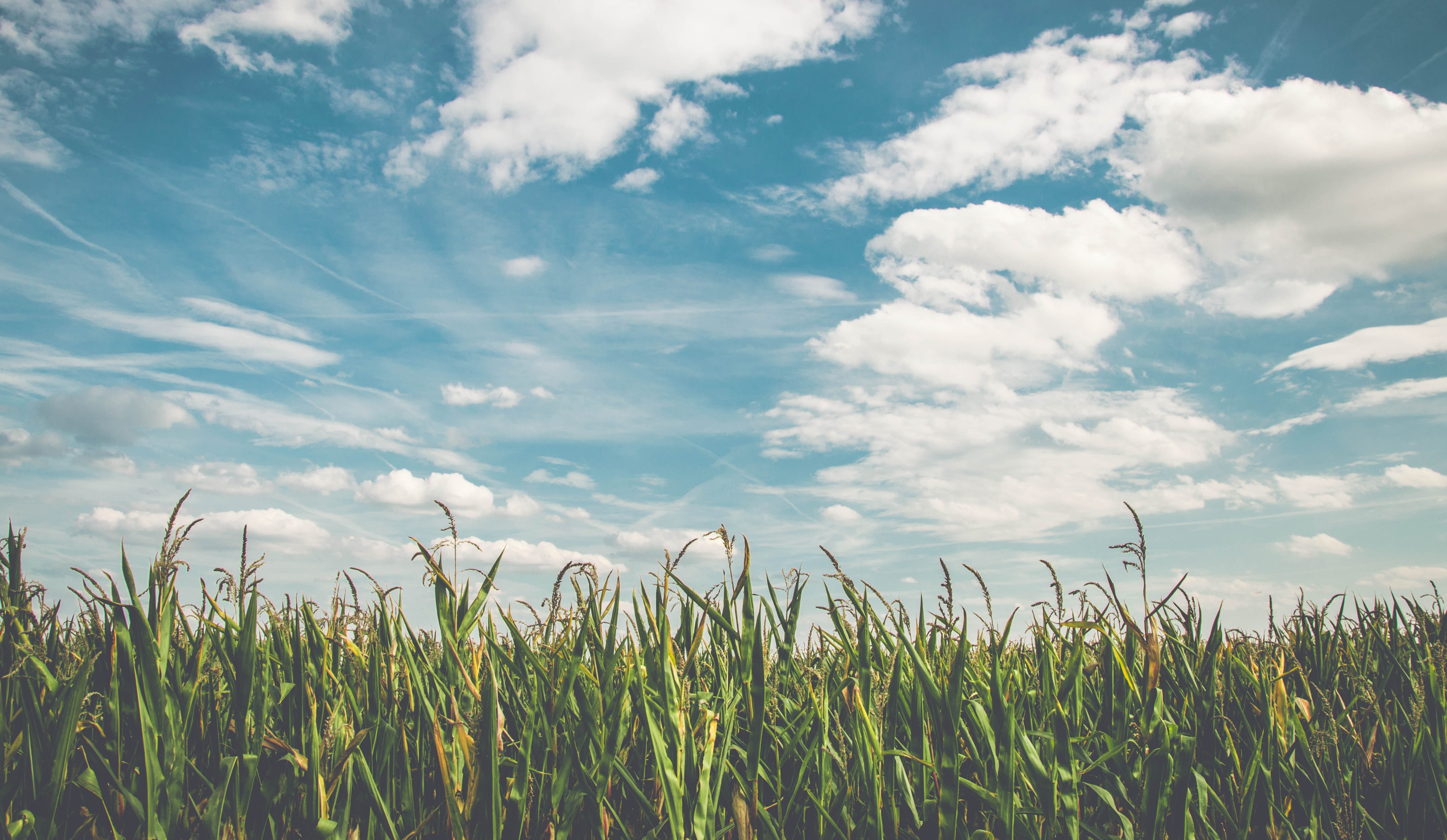 A photo of corn fields on a sunny day